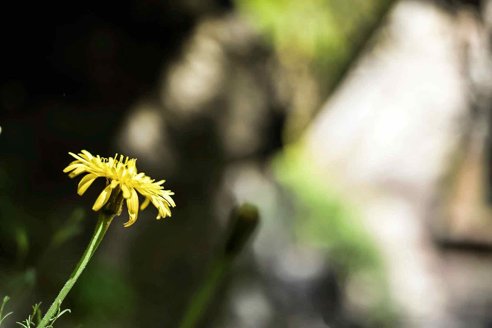 Άνθη